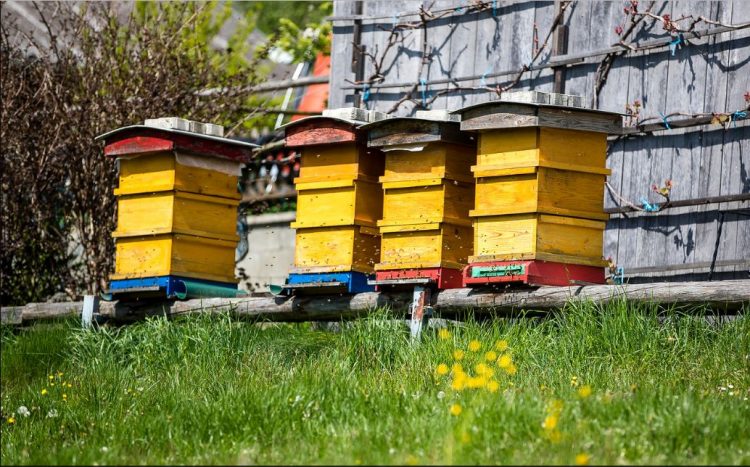 Honigproduzenten Bienen
